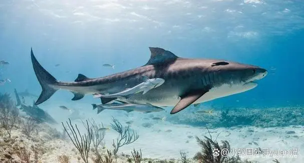 蔚蓝海洋生物识别仪